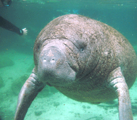 Manatee