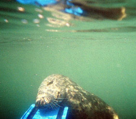 Lundy Island Seal