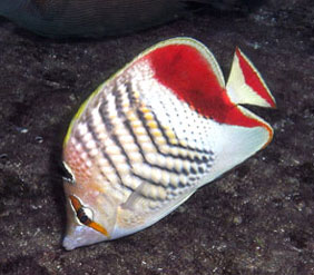 Crown Butterflyfish