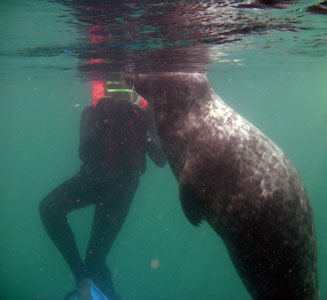 Atlantic Grey Seal + a snapping snorkeller