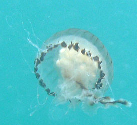  Blue Jellyfish - Cyanea lamarckii