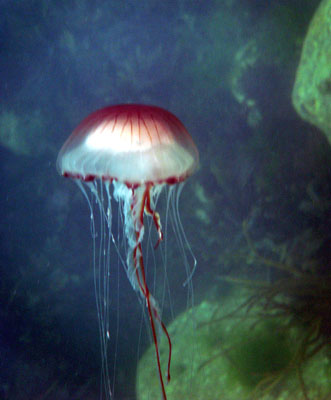  Compass Jellyfish - Chrysaora hyascella