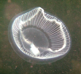 Moon Jellyfish - Aurelia Aurita