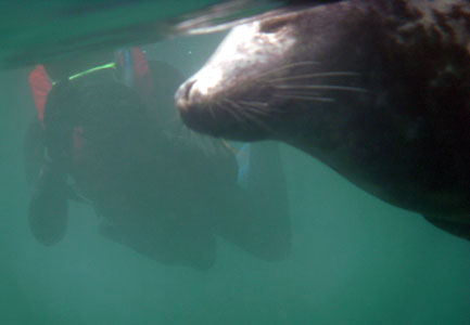 Atlantic Grey Seal posing for photos