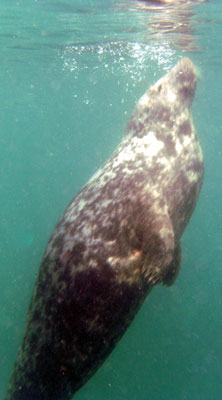 Atlantic Grey Seal blowing bubbles
