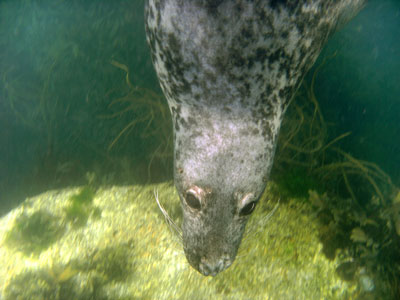 Atlantic Grey Seal