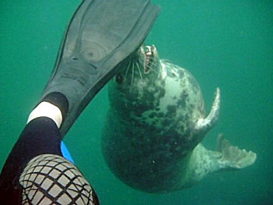 Atlantic Grey Seal nibbling at Sue's fin