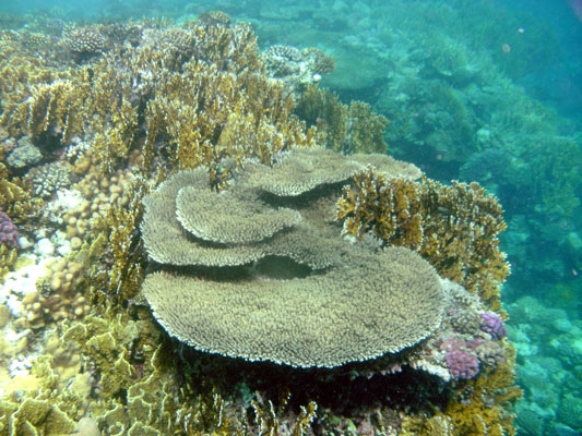 Pachyseris coral
