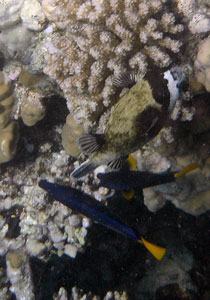 Masked Pufferfish with two Tellowtail Tangs