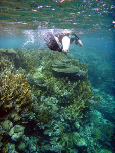 Sue swims over Pachyseris coral