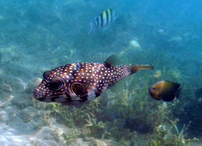 White spotted Pufferfish