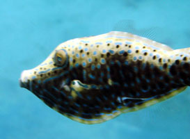 Scribbled Filefish