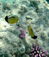 Polyp Butterflyfish