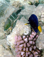 Broom-tailed Wrasse and Yellowfin Tang