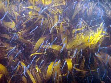 Sand Eels and kelp