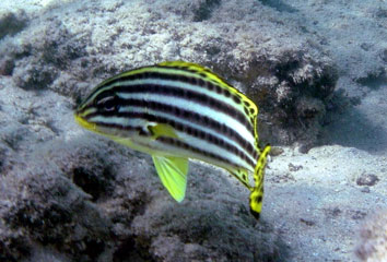  Blackbar Cardinalfish