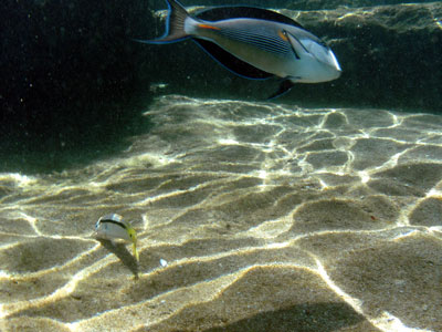 (top) Sohal Surgeonfish (bottom) Cardinalfish