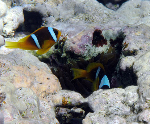 Red Sea Anenomefish AKA Clownfish AKA Nemo