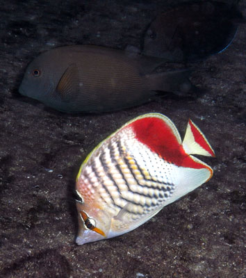 Crown Butterflyfish, with Surgeonfish behind