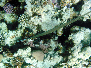 Pipefish