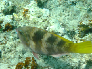 Broom-tailed Wrasse