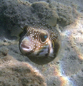 White spotted Pufferfish