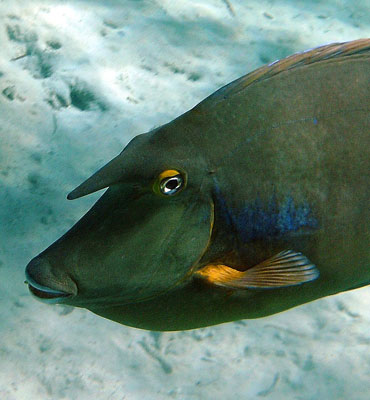 Unicornfish - Naso Unicornis