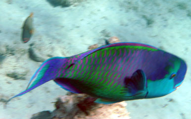 Steep-headed Parrotfish