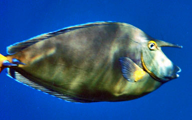 Unicornfish - Naso Unicornis