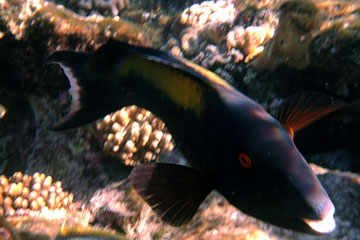 Female Bi-coloured Parrotfish