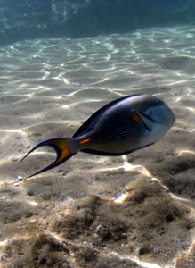 Sohal Surgeonfish