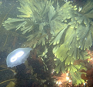 Common Moon Jellyfish - Aurelia Aurita