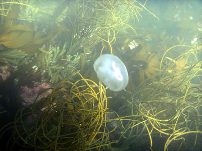 Common Moon Jellyfish - Aurelia Aurita