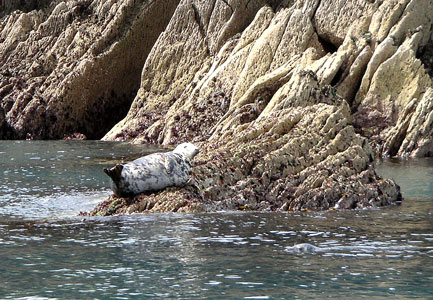 Seal basking on the rocks