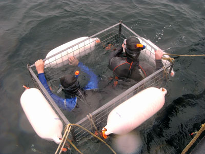 Cage diving, with othing to see