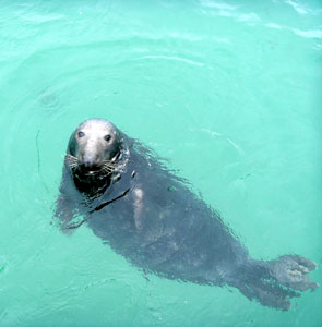 Seal in Newquay Harbour