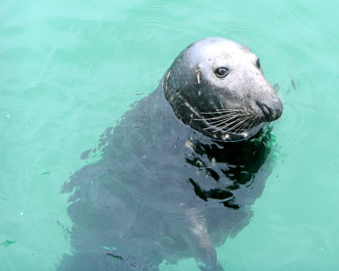 Seal in Newquay Harbour