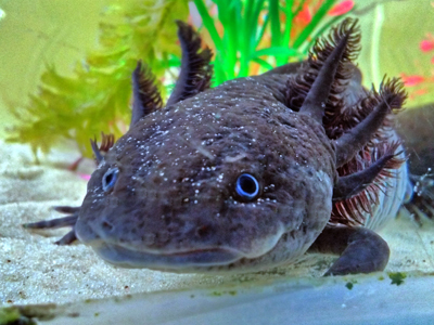 Axolotl - Ambystoma mexicanum
