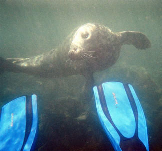 Atlantic Grey Seal, Lundy Island