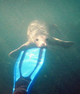 Atlantic Grey Seal, Lundy Island