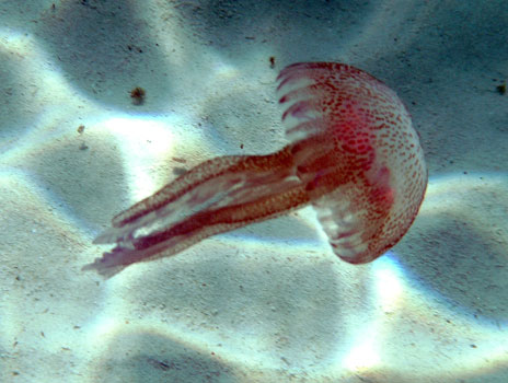 Rhopilema Jellyfish