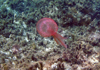 Rhopilema Jellyfish