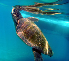 Loggerhead Turtle